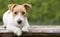 Pet training - smart happy jack russell dog puppy looking