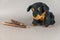 Pet treats and a children`s toy opposite the gray background. Natural dried treats and a black stuffed dog. Bully sticks. Pet