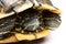 Pet turtle red-eared slider or Trachemys scripta elegans hides its head under the shell close up