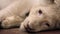 Pet White Lion Resting On Floor