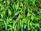 Petai, pete or mlanding (Parkia speciosa)