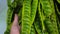 Petai or stink beans on hand with blurred background of a bunch of Fresh Petai or Bitter Beans (Parkia speciosa)