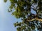 The petai tree in blue sky