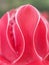 Petal base of red torch ginger flower, which overlap from base to top, show texture and abstraction of nature