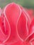 Petal base of red torch ginger flower, which overlap from base to top, show texture and abstraction of nature