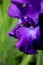 Petal Cascade - Bearded Purple Iris