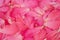 Petal detail of rose for background or backdrop
