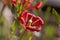 Petal of a flax-leaved tulip, Tulipa linifolia