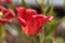 Petal of a flax-leaved tulip, Tulipa linifolia