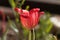 Petal of a flax-leaved tulip, Tulipa linifolia