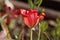 Petal of a flax-leaved tulip, Tulipa linifolia