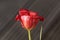 Petal of a flax-leaved tulip, Tulipa linifolia