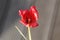 Petal of a flax-leaved tulip, Tulipa linifolia