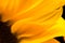 Petal sunflower is macro, soft focus