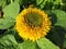 Petalled flower of sunflower (Helianthus annus)