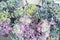 Petals of blue, purple and lilac Carnation, flower background. Unusual flowers dianthus . Spring flower pattern