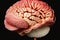 petals of bright pink peach on image of brain in art of brain