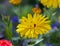 Petals of calendula flower in the evening diffused light