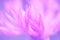 Petals of a cornflower closeup of a purple color. Very delicate macro flower. Selective focus.