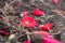 Petals fallen on the ground beneath their plants