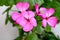 Petals of geranium