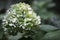 Petals of a lushly flowering hydrangea bush