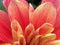 Petals of a pink dahlia. Exuberant petals, beautiful, velvety,