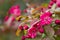 Petals of pink flowers in spring