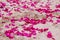 The petals of pink roses on the sand beach.