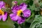 Petals and pistils: Bumblebee insect and other insects that pollinate a Cistus Incanus flower