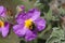 Petals and pistils: Bumblebee on wild flower of Monte Argentario