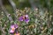 Petals and pistils: Pollinators: bumblebee insect on cistus incanus bush