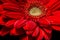 Petals, pistils and stamens of red gerbera