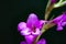 Petals and pistils: Wild orchid of Monte Argentario