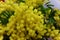 Petals and pistils: The wonders of flowers: Small bouquet of yellow mimosas