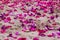 The petals of purple orchids and pink roses on the sand beach.