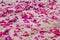 The petals of purple orchids and pink roses on the sand beach.