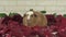 Petals of red roses fall to guinea pigs breed Golden American Crested slow motion stock footage video