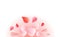 Petals Roses Flowers. Pink Red Sakura petals isolated on Pink gr