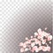 Petals Roses Flowers. Pink Sakura flying petals isolated on transparent gradient gray background. Vector