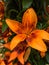 Petals, stigma and anthers of an orange lily