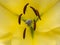 Petals, stigma and anthers of a yellow lily