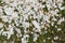 Petals of viburnum flowers now faded, fallen on the grass below, nature background