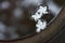 Petals of a white flower in a stone vessel