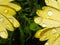 Petals of yellow daisies with several drops of dew. PÃ©talos de margaritas amarillas con varias gotas de rocÃ­o