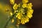 PETALS ON YELLOW FLOWERS OF A BOK CHOY PLANT