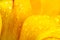 Petals of a yellow tulip with drops of morning dew - closeup - yellow abstract background