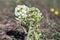 Petasites albus springtime forest herb, perennial rhizomatous plant flowering with group of small white flowers