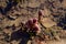 Petasites hybridus flowering plant grows in shallow water, pale pink flowers of bog rhubarb plant