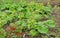 Petasites japonicus, also known as butterbur, giant butterbur, great butterbur